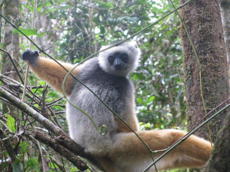 A habitat stronghold on the precipice: A call‐to‐action for supporting lemur conservation in northeast Madagascar