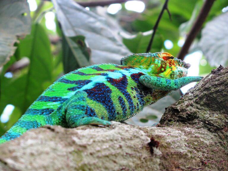 Evidence of spatiotemporal planning in a panther chameleon (Furcifer pardalis) on the Masoala Peninsula, Madagascar