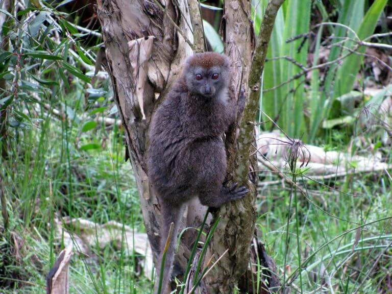 Huddling is more important than rest site selection for thermoregulation in southern bamboo lemurs
