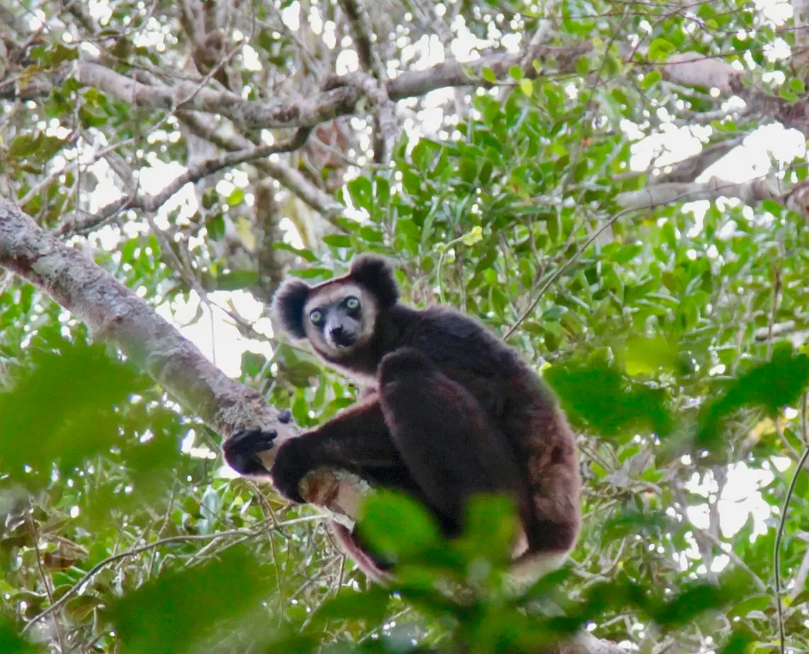 Do functional traits offset the effects of fragmentation? The case of large‐bodied diurnal lemur species