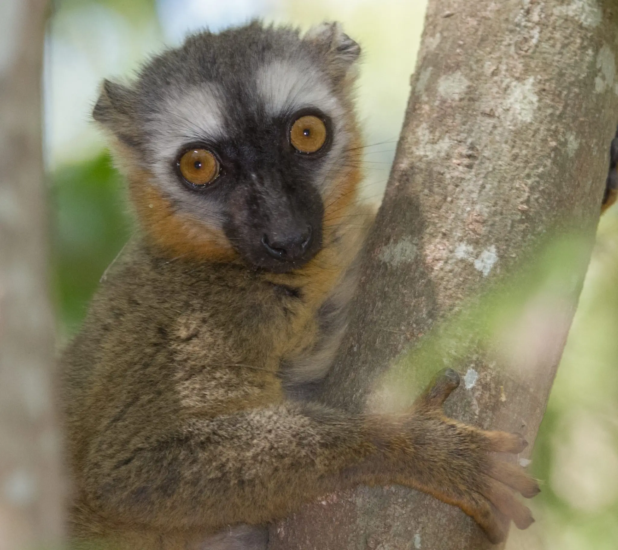 Evaluating the impact of infrastructure and human-modified landscapes on spatial patterns of primate species