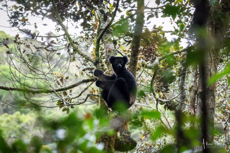 Returning to the Forest: Indri Research Continues at La Mananara