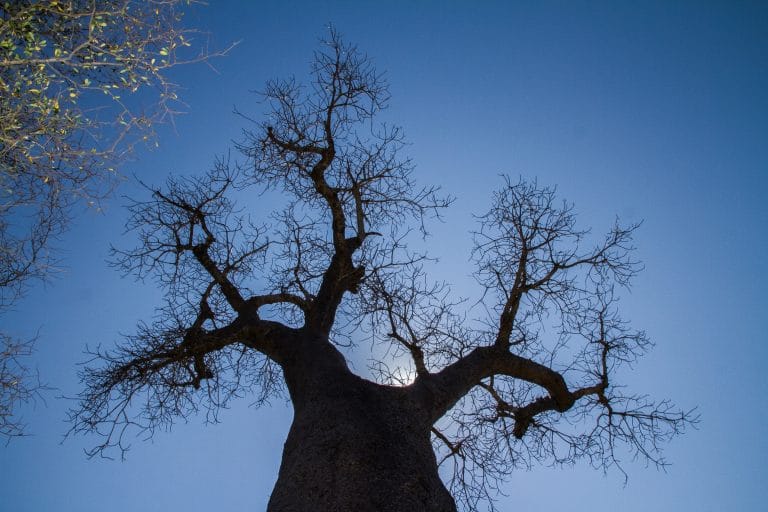 New Conservation Field Site Launches in Madagascar’s Angavo-Mandrare Landscape