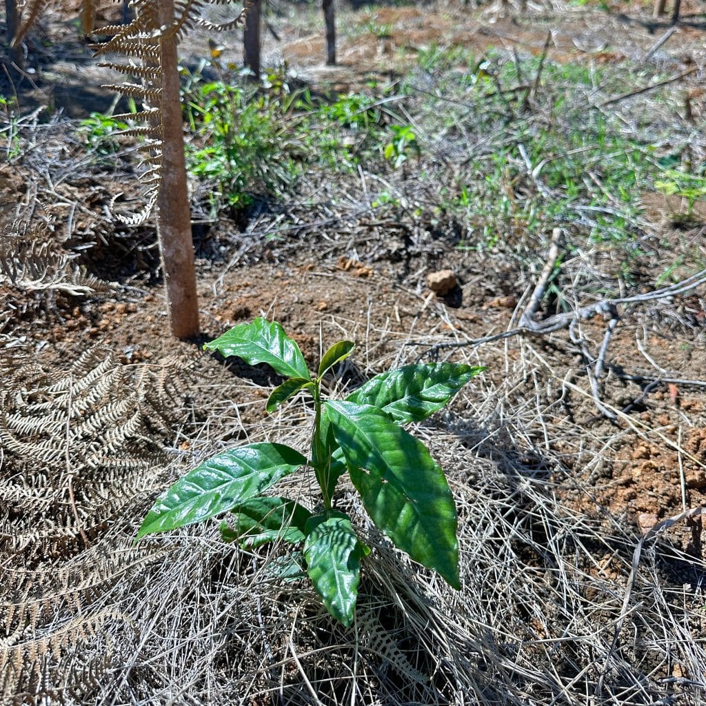 Green, glossy-leaved plant growing amid dry, brown fern fronds and soil.