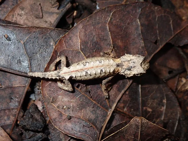 Close-up of a small, camouflaged lizard lying on brown leaf litter, its mottled skin blending with the leaves.