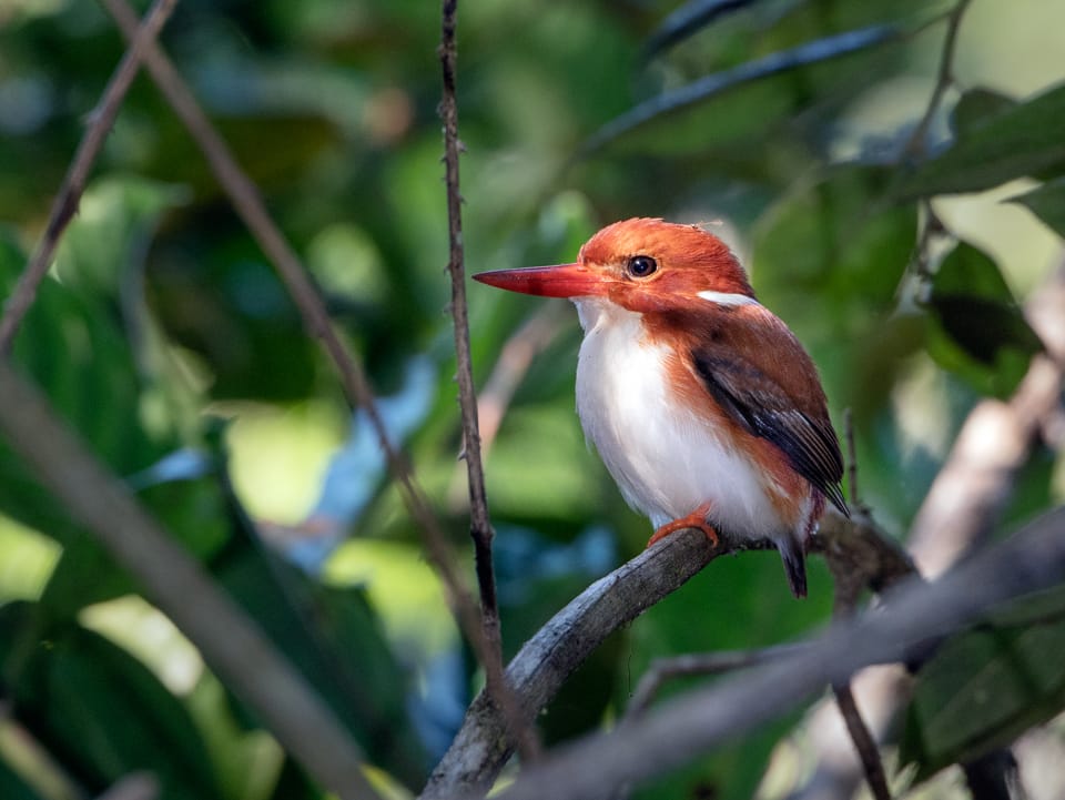 Small kingfisher with orange head, white underparts, and brown wings perched on a branch among green foliage.