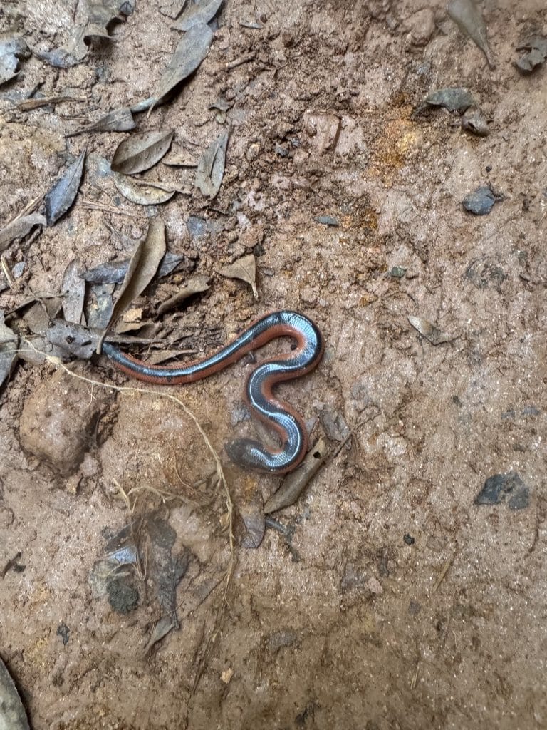 Slender snake on dry, dusty soil among scattered brown leaves and twigs.