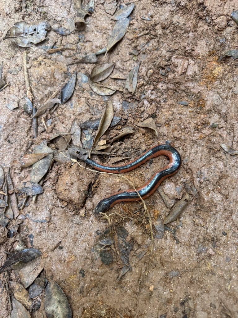 Slender snake with dark and reddish-brown bands slithering on muddy forest floor among dry leaves.