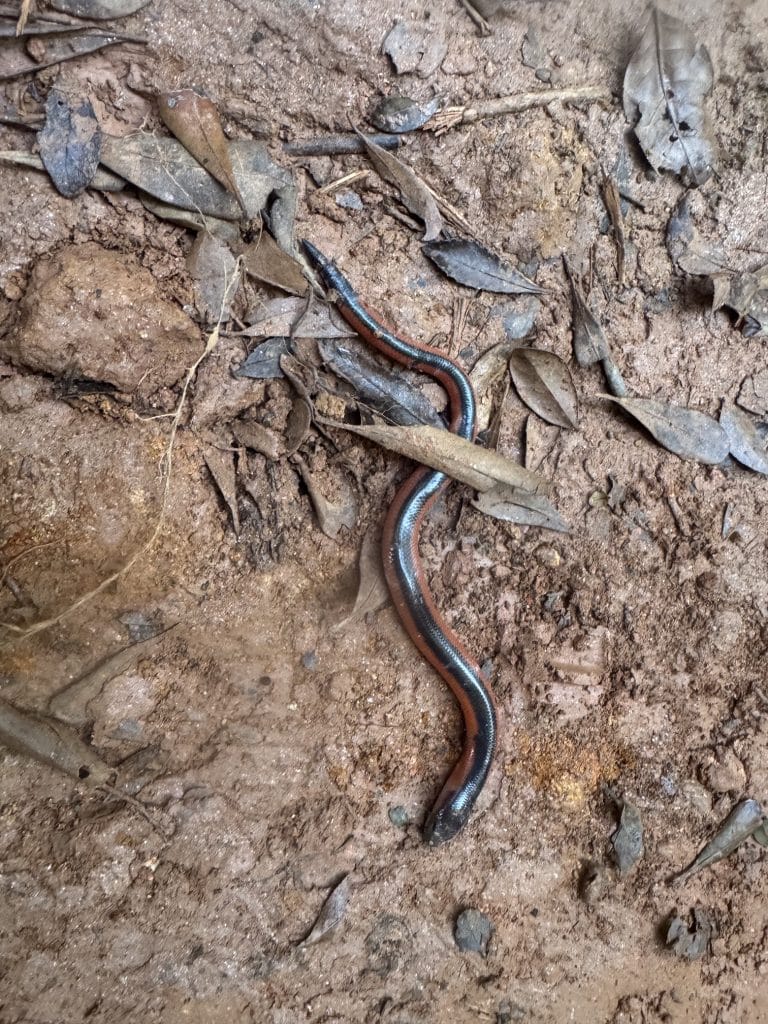 Slender snake with dark and reddish-brown bands slithering on dirt among fallen leaves.