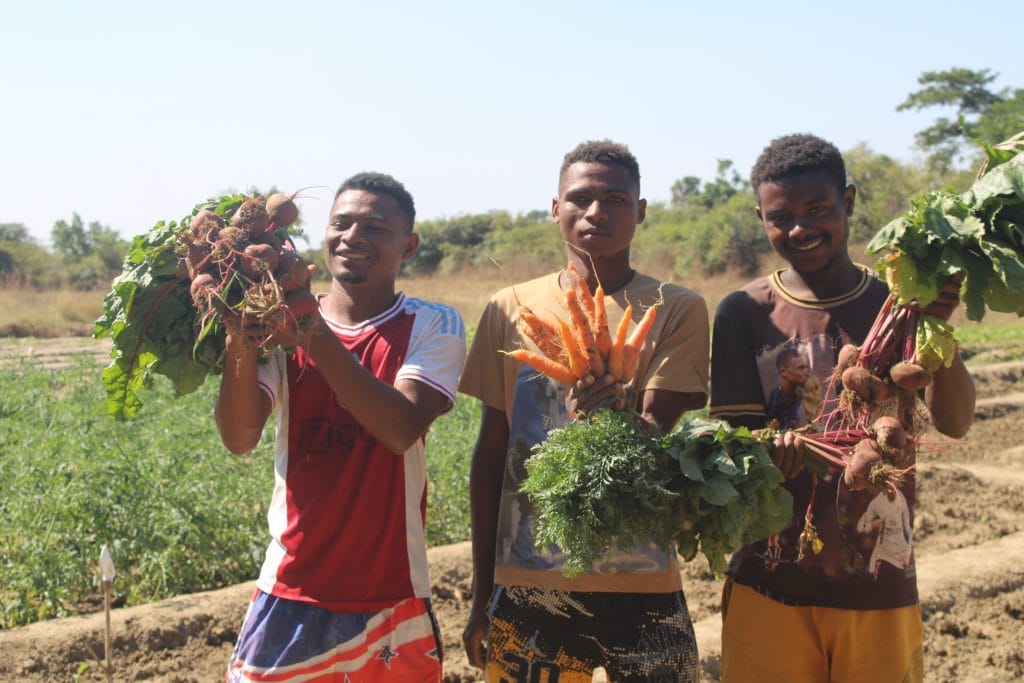 Three young men stand in a field holding large bunches of harvested beets and carrots, smiling at the camera.