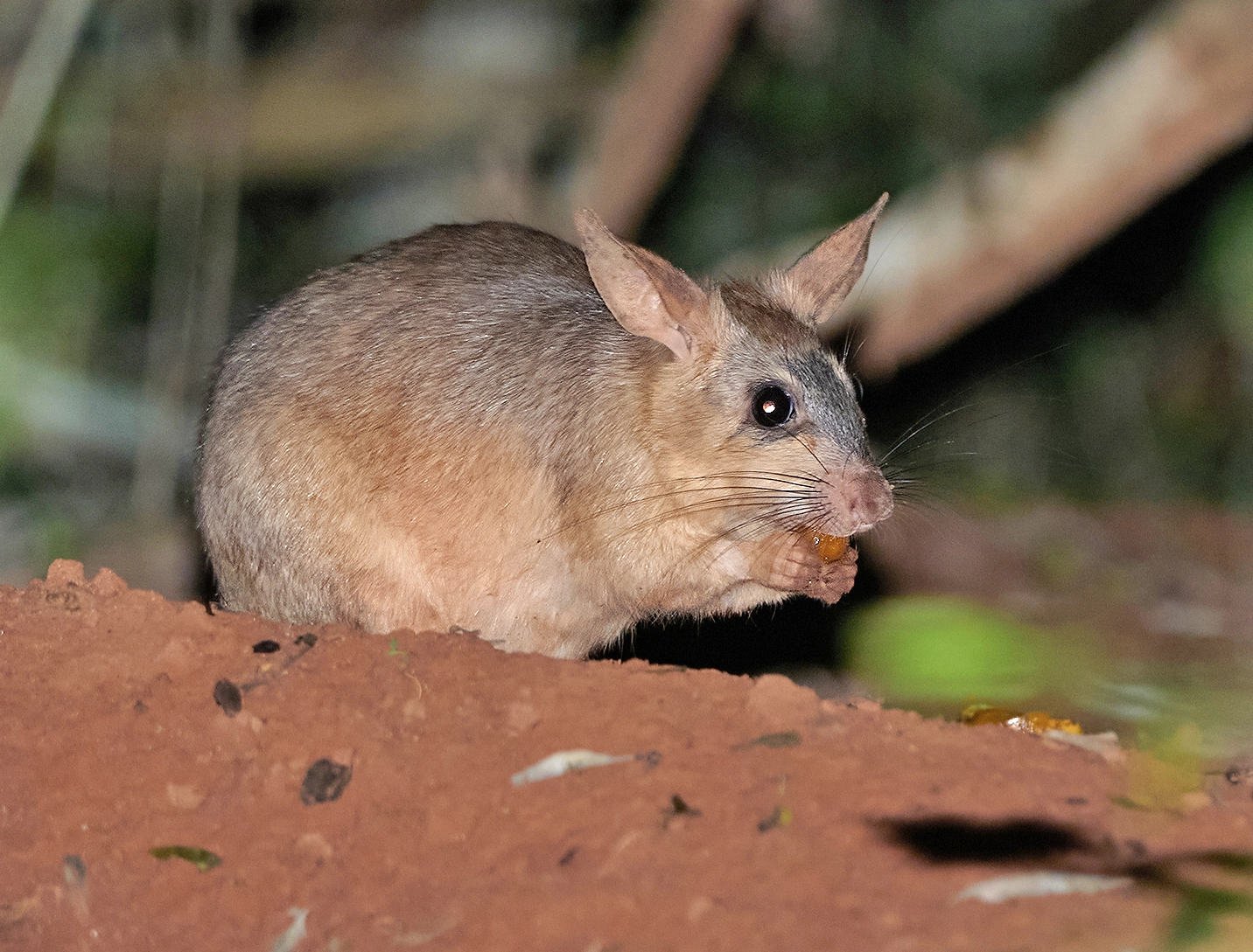 Small rodent sitting on bare reddish soil, nibbling a piece of food with whiskers spread and large ears forward.