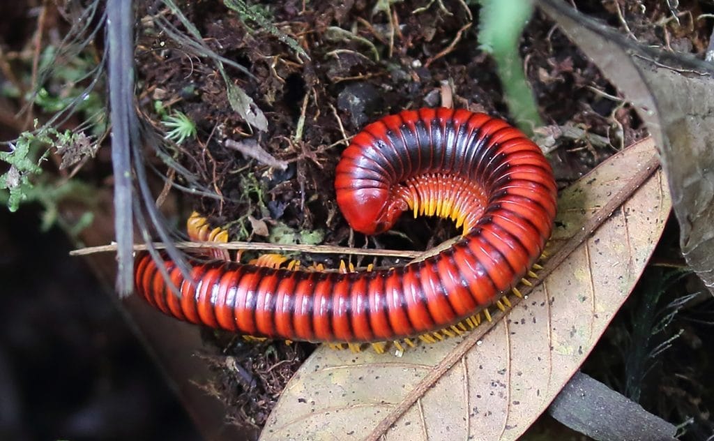 Red-orange millipede curled on damp forest floor among leaves and moss, showing its many segmented legs.