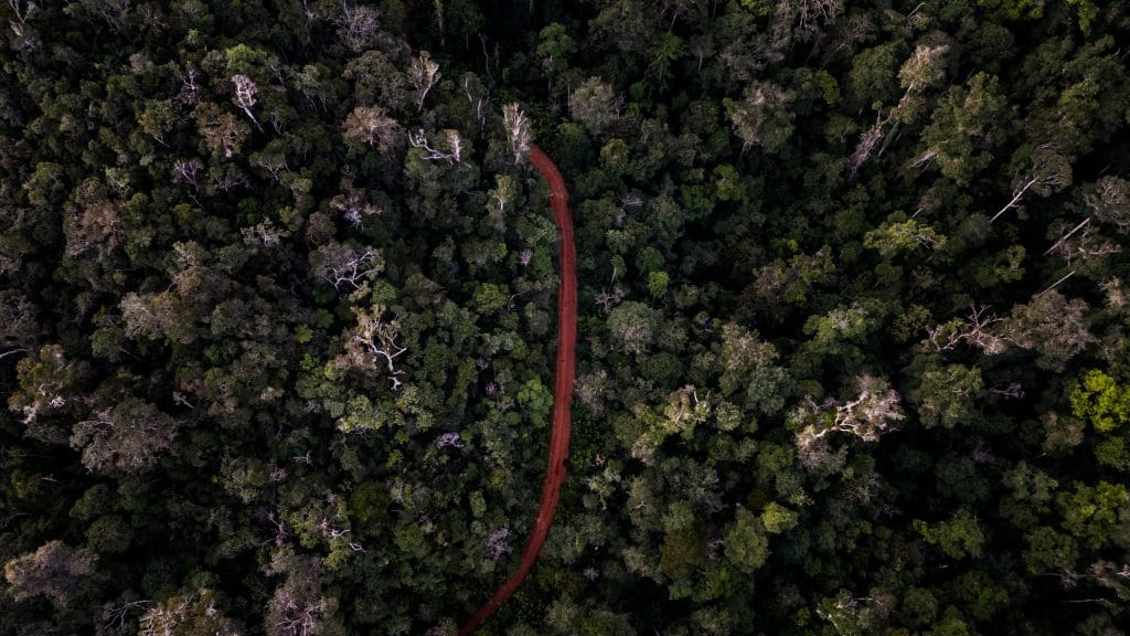 Aerial view of dense forest with a winding red dirt road cutting through the trees, seen from above.