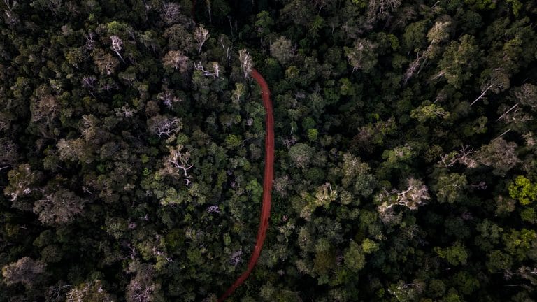 Aerial view of dense forest with a winding red dirt road cutting through the trees, seen from above.