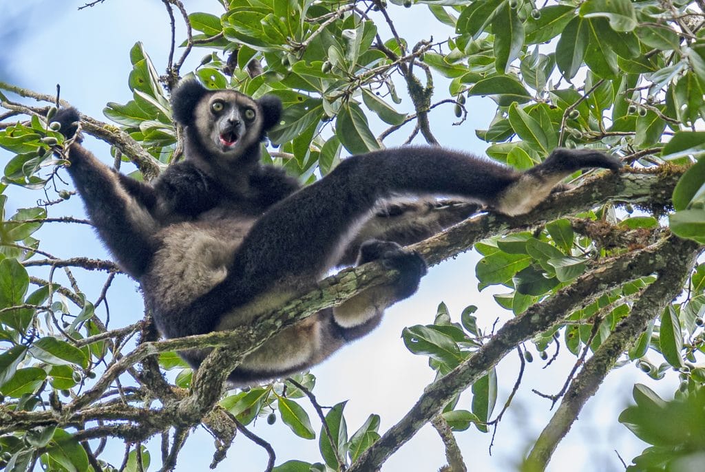 Black lemur or similar primate perched on a tree branch, facing the camera with mouth open.