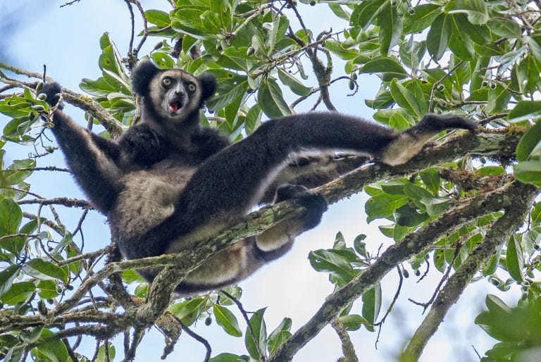 Black lemur or similar primate perched on a tree branch, facing the camera with mouth open.