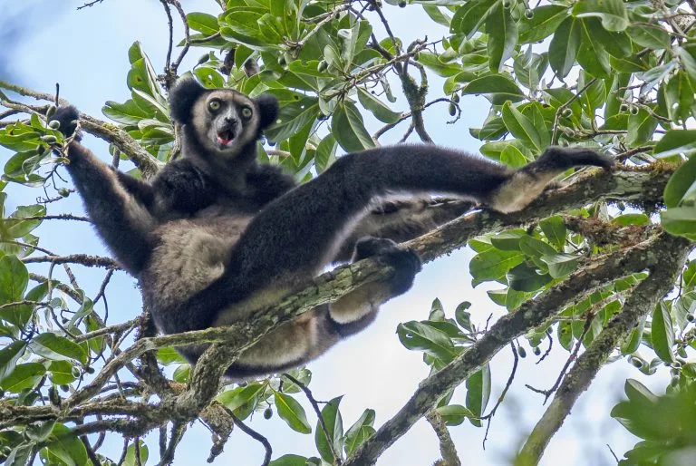 Black lemur or similar primate perched on a tree branch, facing the camera with mouth open.
