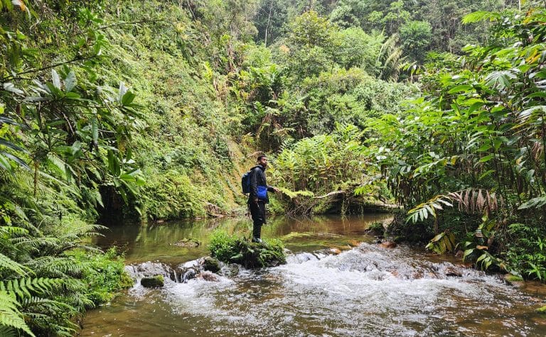 Hiker standing in a shallow jungle river with a blue backpack amid dense tropical foliage.