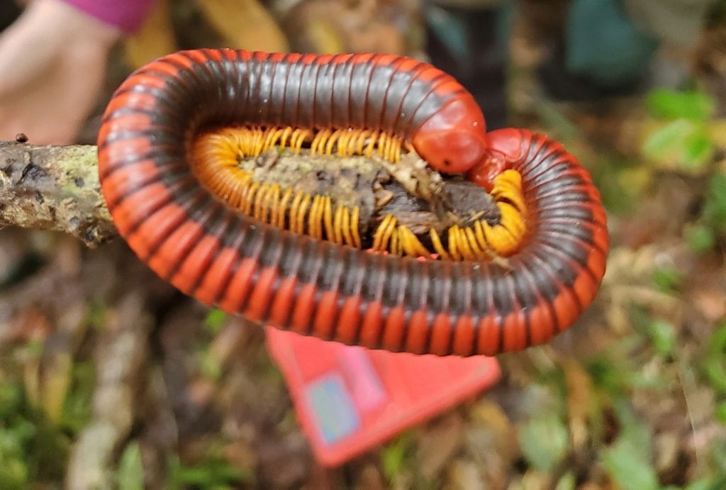 Coiled red and black millipede wrapped around a small branch, showing yellow legs and segmented body.