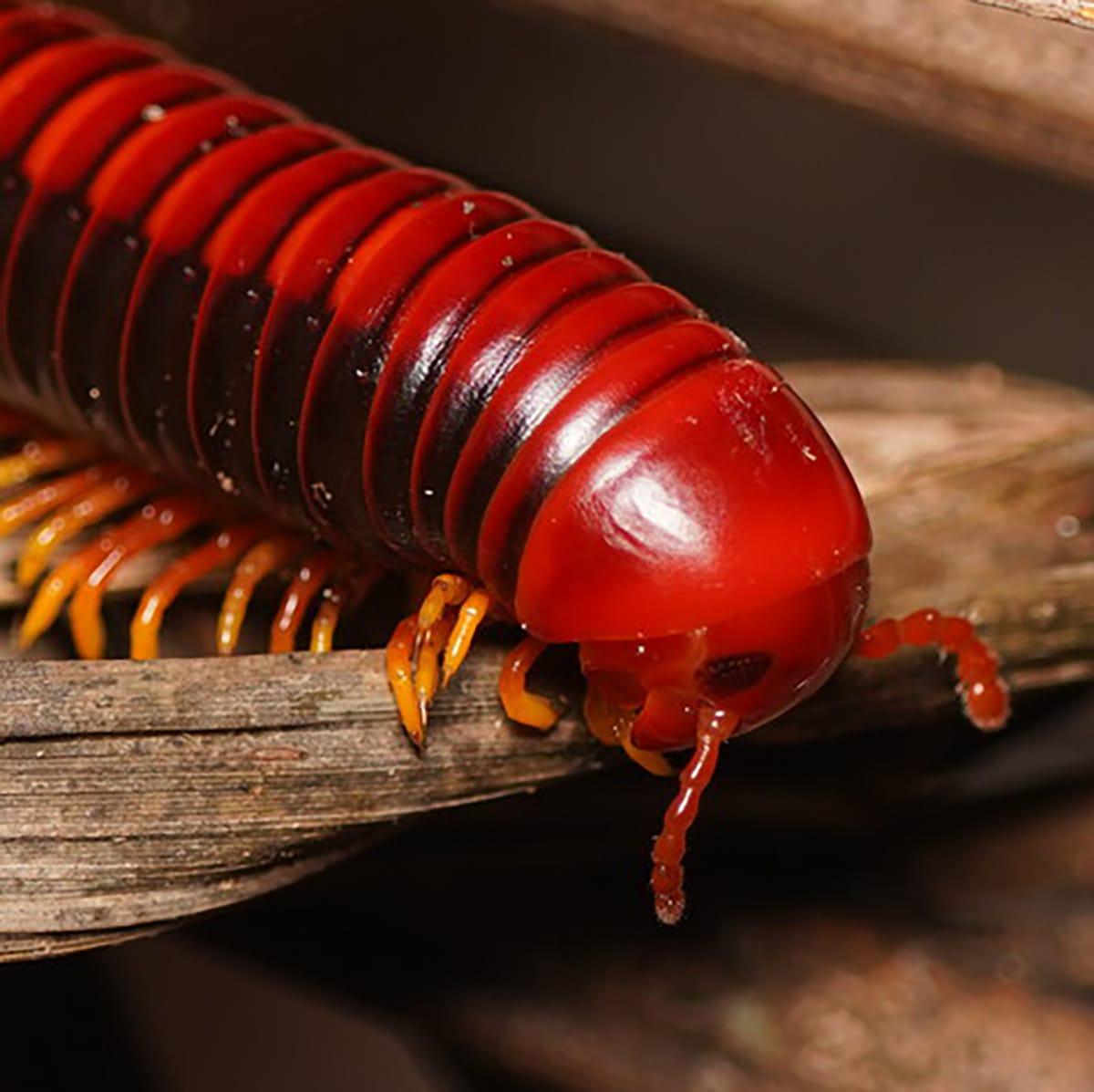 Close-up of a bright red centipede crawling on weathered wood.