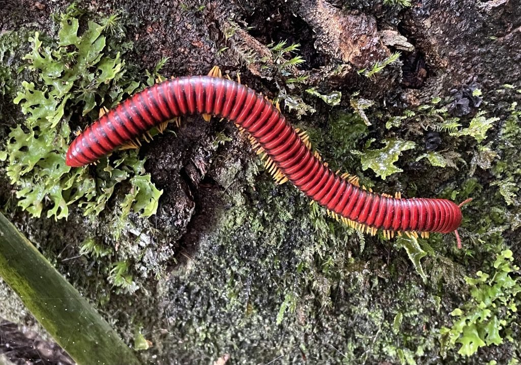 Madagascar fire millipede Red, segmented millipede with orange legs crawling on a mossy rock surface.