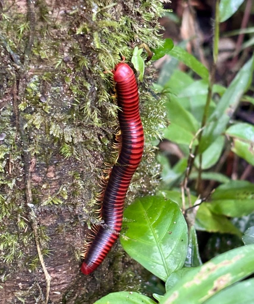 Red and black striped millipede crawling up a mossy tree trunk in a rainforest setting.