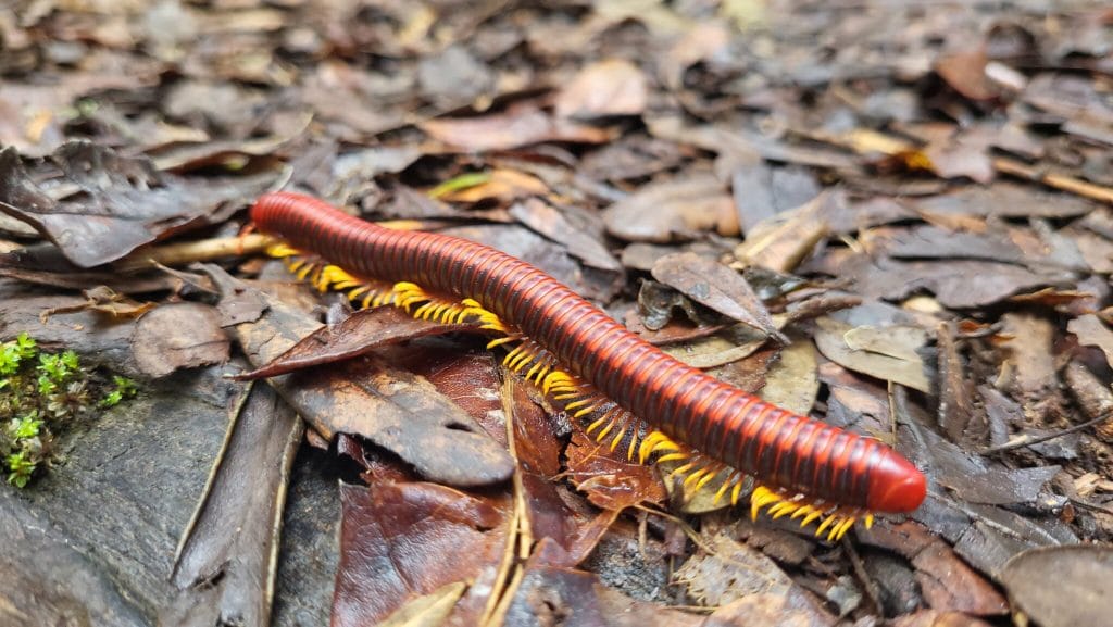 Red-orange millipede crawling over damp brown leaf litter on the forest floor, showing multiple body segments and yellow legs